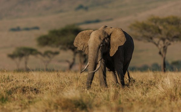 Quels sont les secrets pour un safari écoresponsable en Tanzanie?
